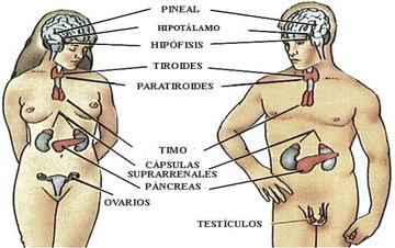 IMPORTANCIA SISTEMA ENDOCRINO importancia sistema endocrino: