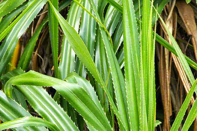 green and brown spiny leaves