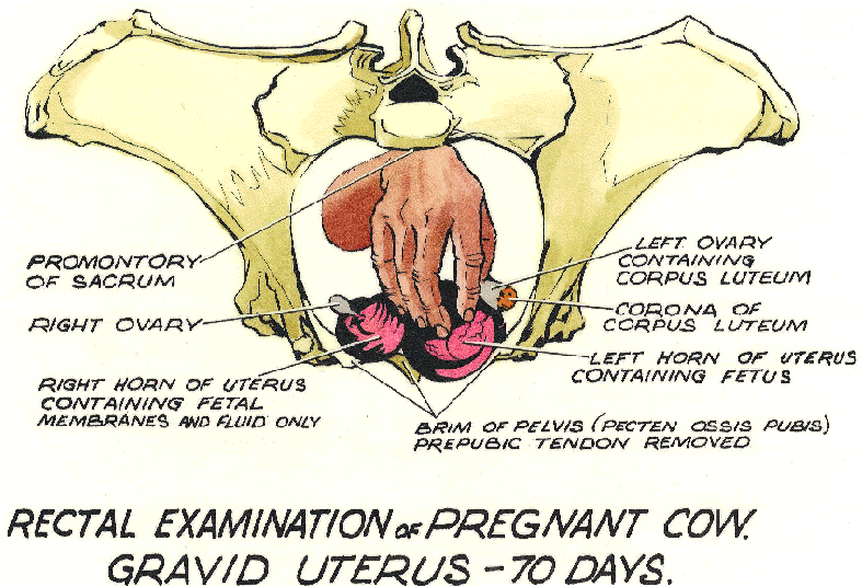 February 2013 - veterinary online uterine plug diagram 