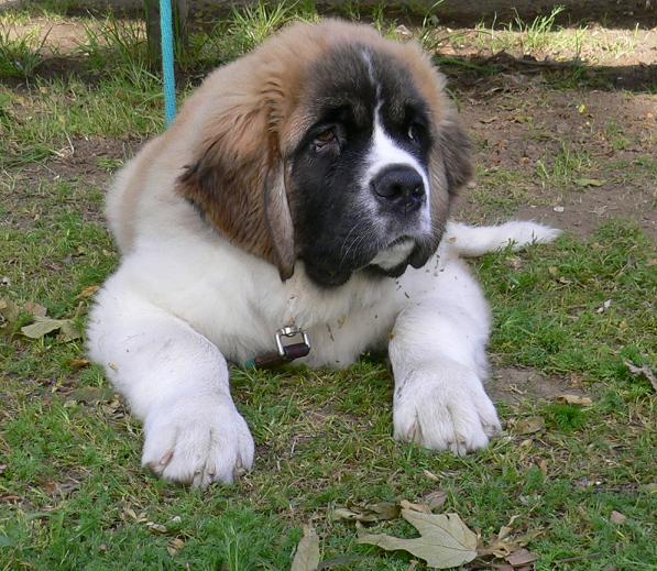 Top+10+dog+breeds+in+india