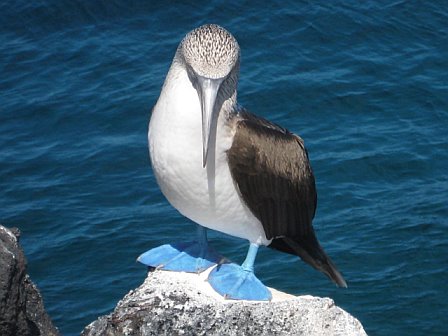 The central appeal of Galapagos Islands holidays is the wonderful variety of