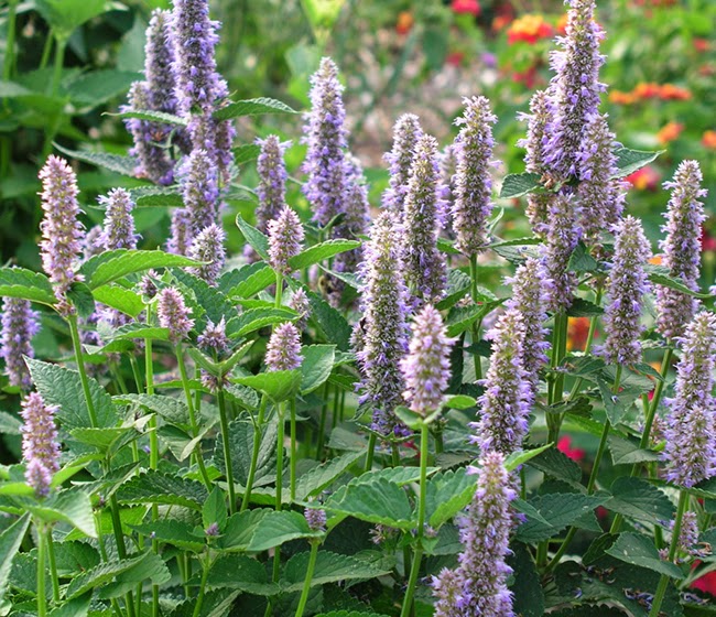 Back to the Basics! Growing Anise Hyssop from Seed to Harvest