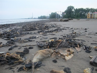 dead fish on the shore of lake erie, cedar point, sandusky ohio