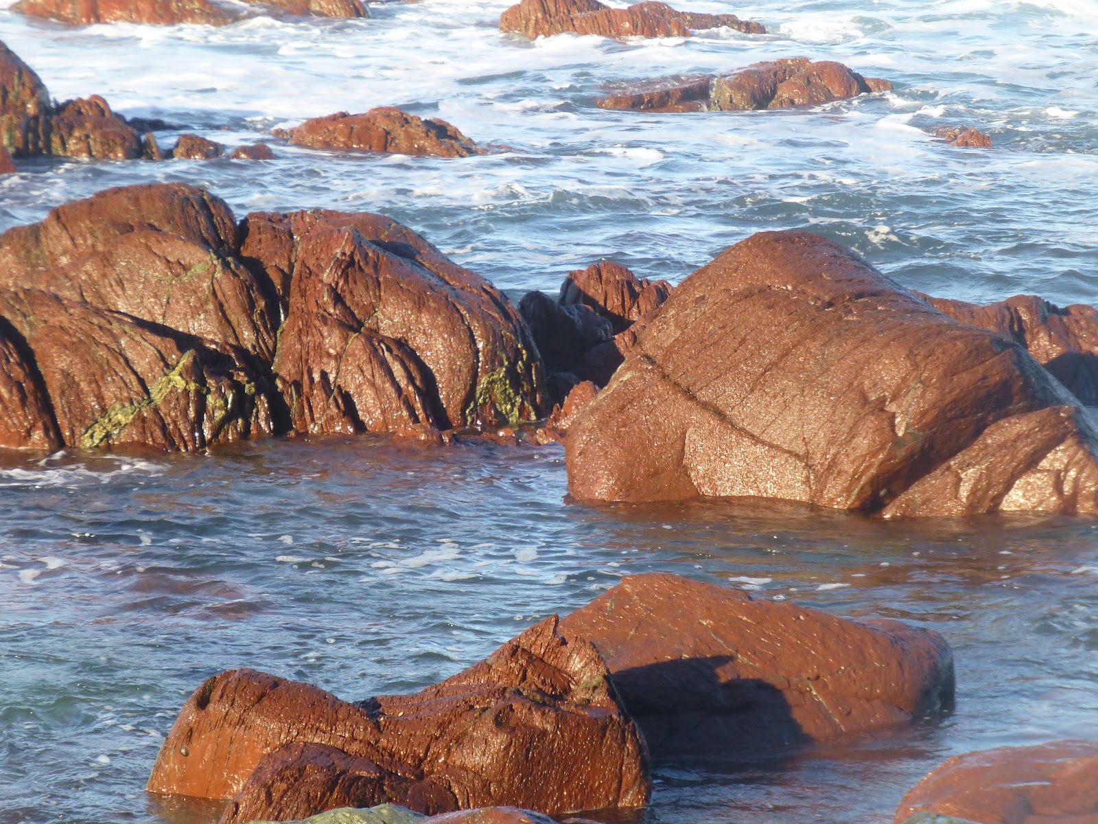 Red Rocks and Karori Light House Wellington Walks wildbayNZ