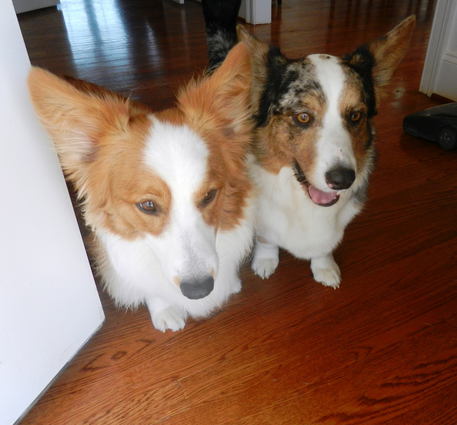 Dogs Harassing Cats With Friendship Dogs Harassing Cats With Friendship