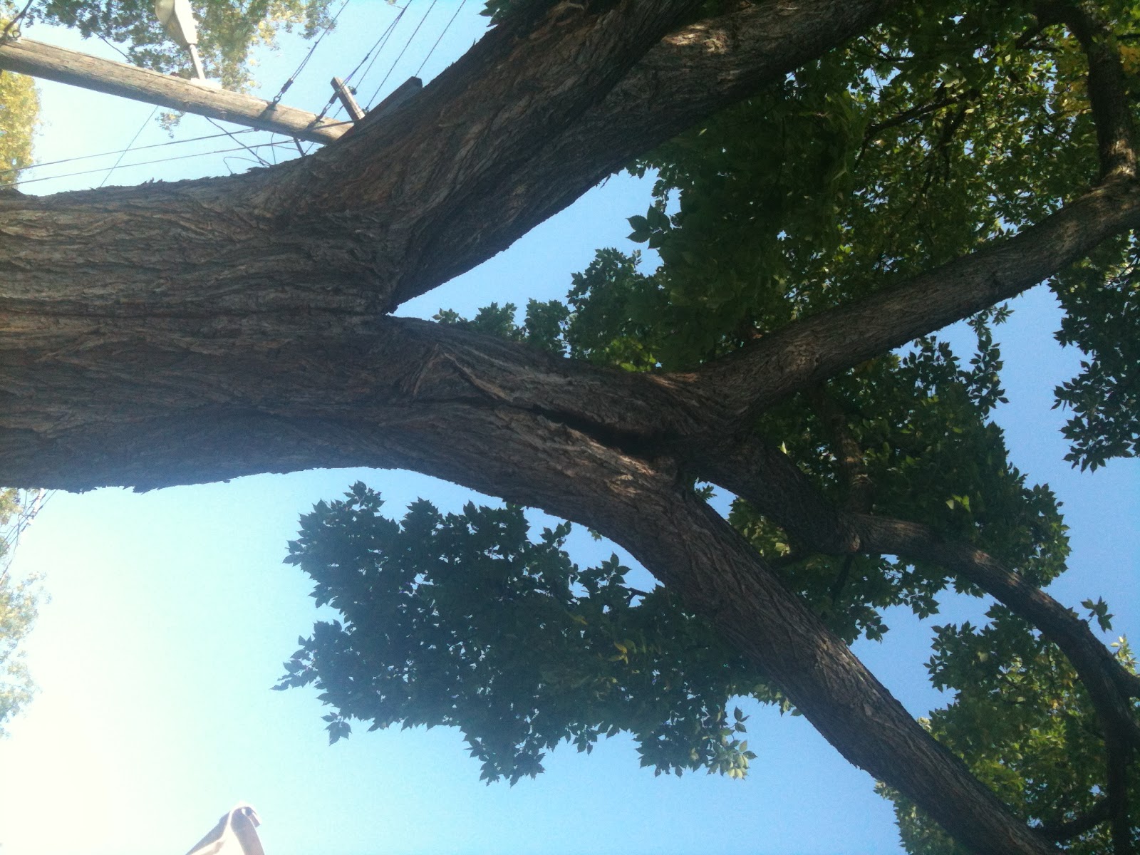 Kenton's Infotainment Scan How to get a Winnipeg tree removed in 700 easy steps