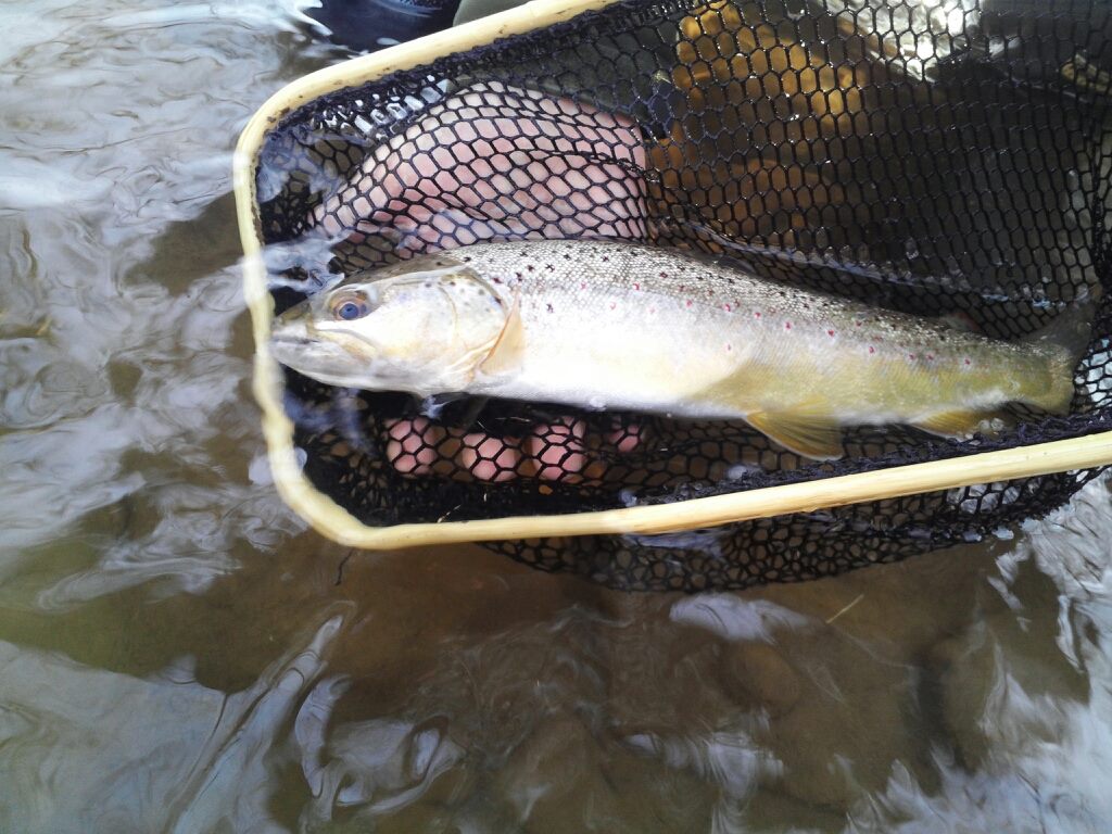FRESH RUN FISHING Small stream trout on the centerpin