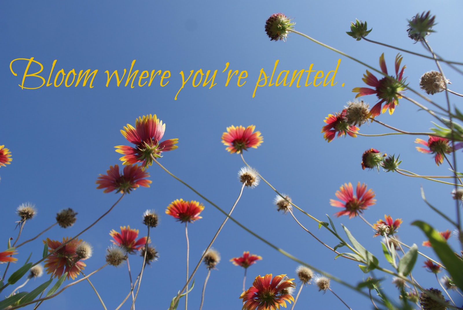 Four Front Doors bloom where you�re planted