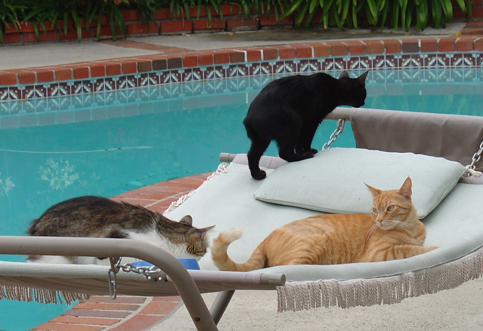 Cat Cute Summer Cats