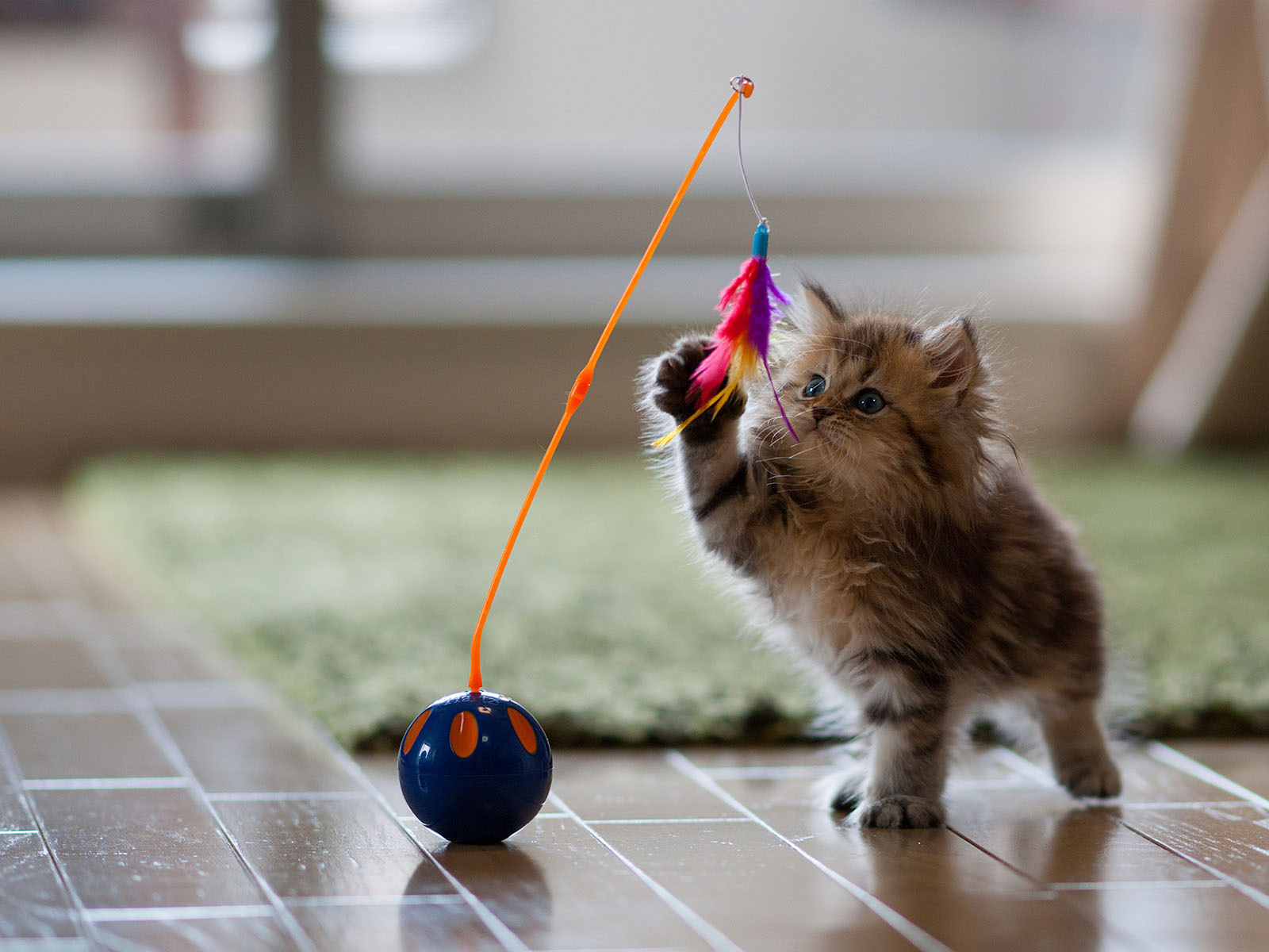 playing cat