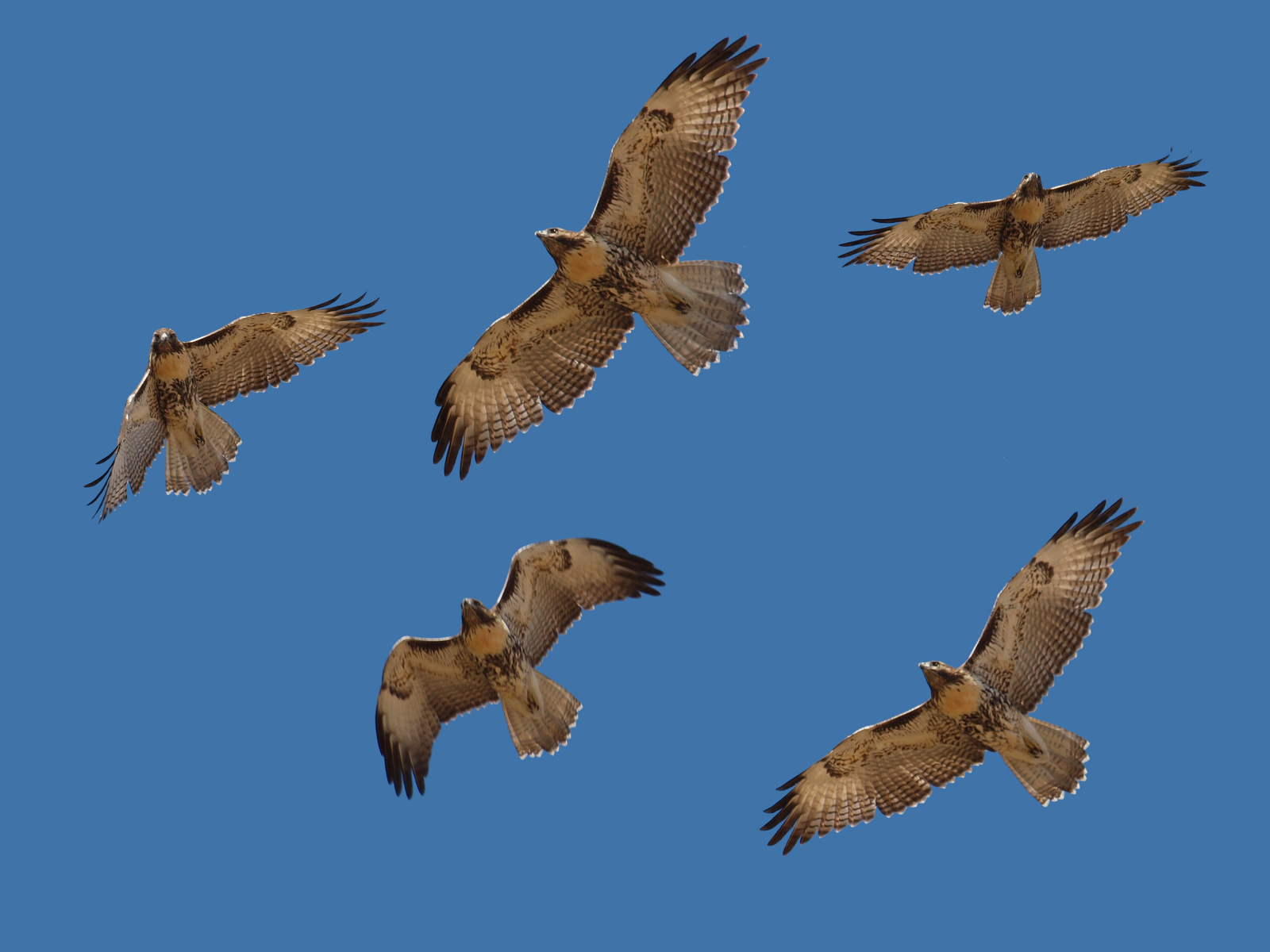 Birding Is Fun! More Birding Miscellanea