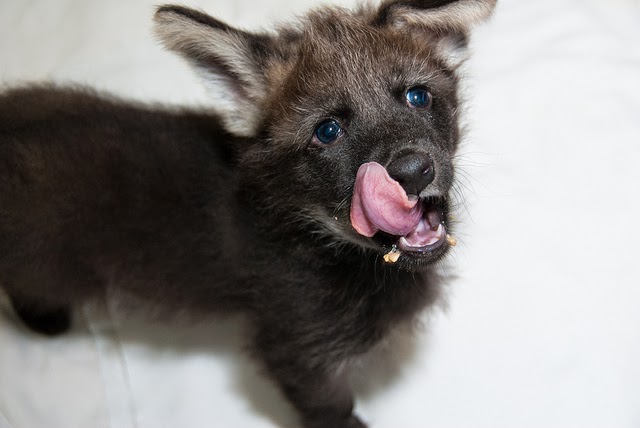 White Wolf Meet Dora And Diego The Endangered Maned Wolf Pups Video