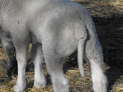 Simply Sowing: How to Dock Lamb's Tails - in two shakes of a lamb's tail.