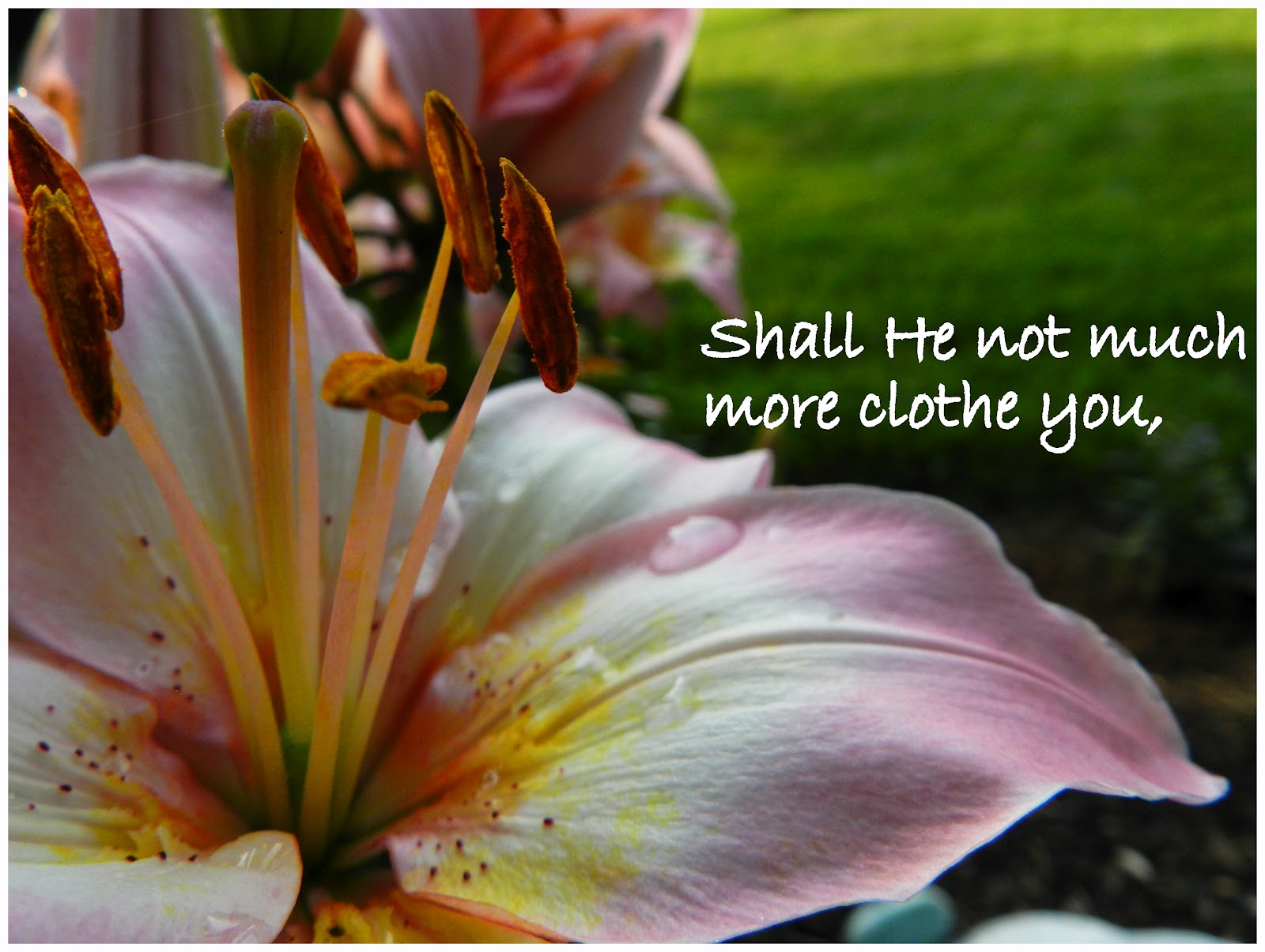 Living For Jesus Lilies of the Field