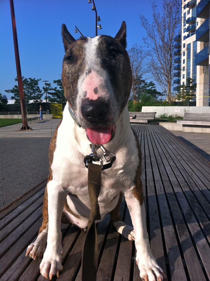 Бультерьер / Bull Terrier