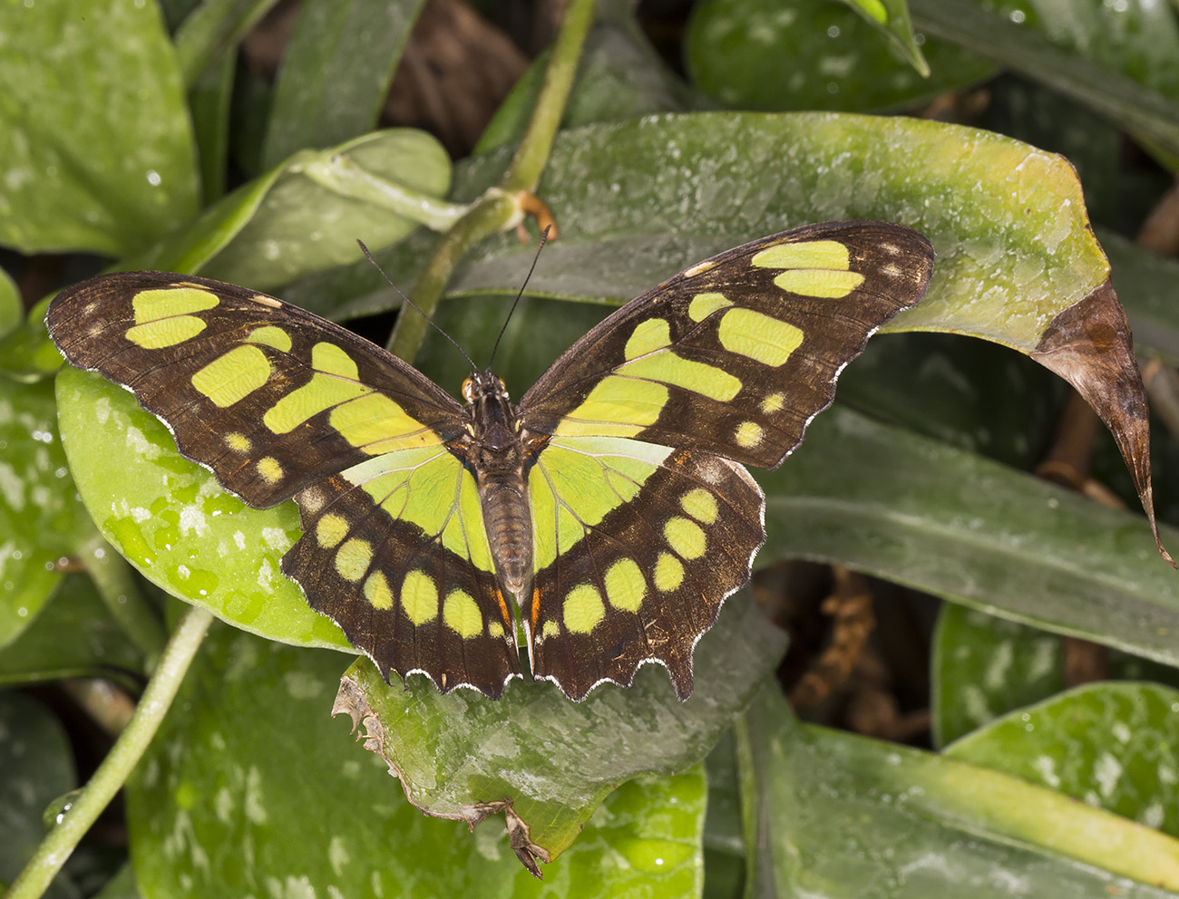 Malachite, Siproeta stelenes. Wisley Gardens, Butterflies in the Glasshouse, 10 February 2015. Malachite, Siproeta stelenes. Wisley Gardens, Butterflies in the Glasshouse, 10 February 2015.