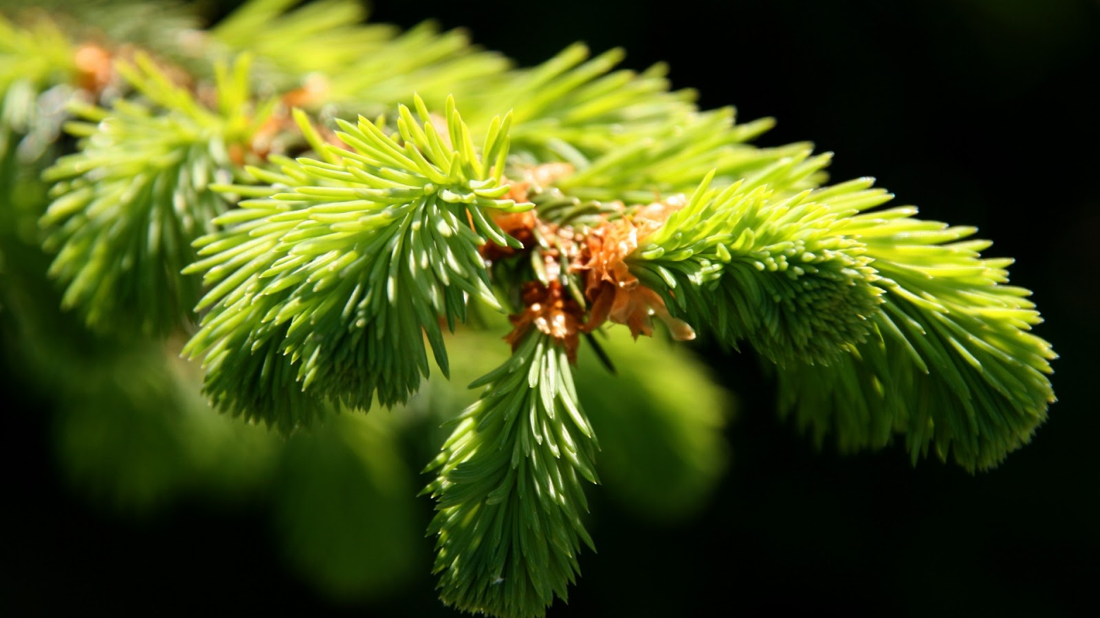 Fir branch  mystery wallpaper