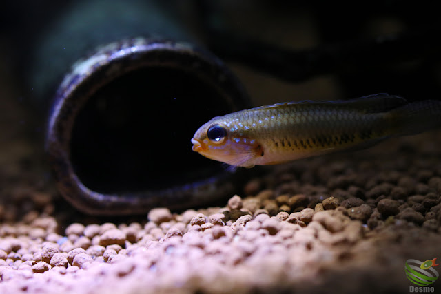 Apistogramma iniridae