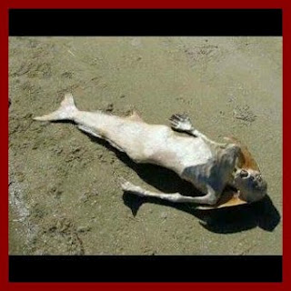 mermaid found dead beach lagos big nigeria body nairaland side there any water today ears could gist horror eyes tk
