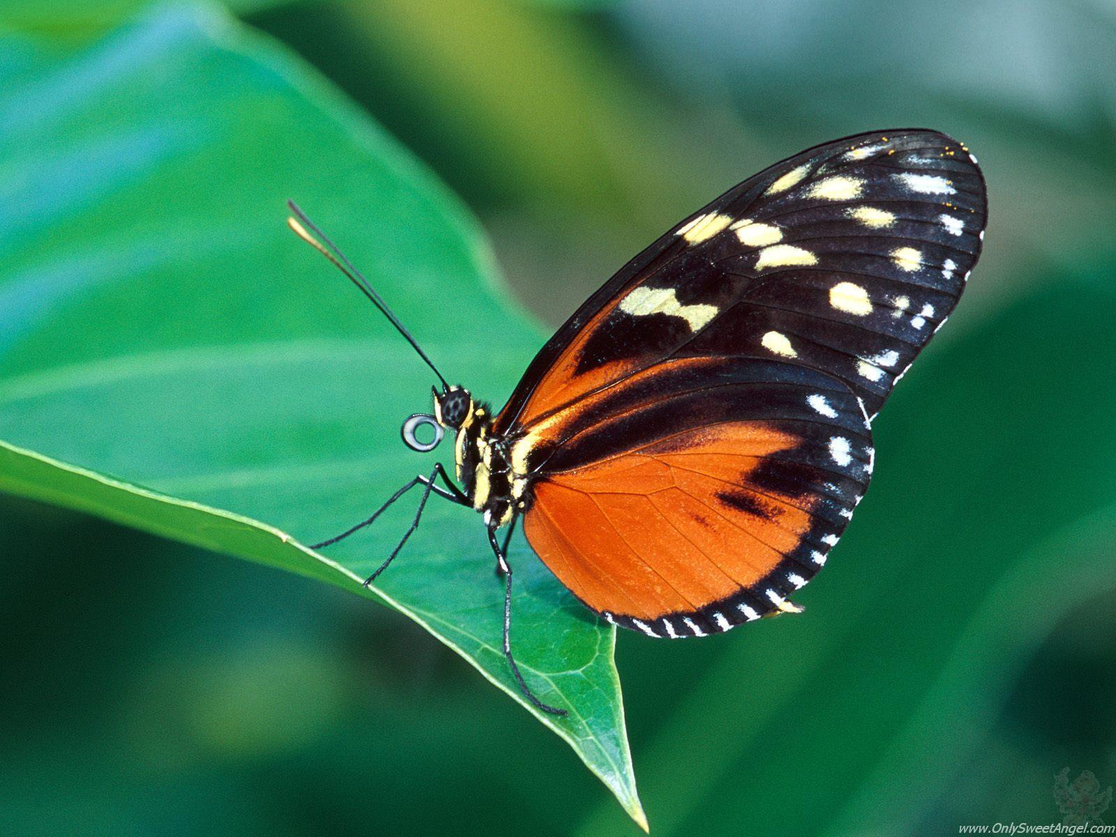 http://4.bp.blogspot.com/-VTCqnjsS3jU/TX-5E1bvClI/AAAAAAAAC7s/ACH_ykYaSXI/s1600/beautiful_butterflies_wallpaper_19.jpg