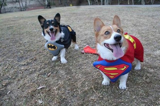 Funny Cool Pictures: The Only Cute Corgi Halloween Costume Post