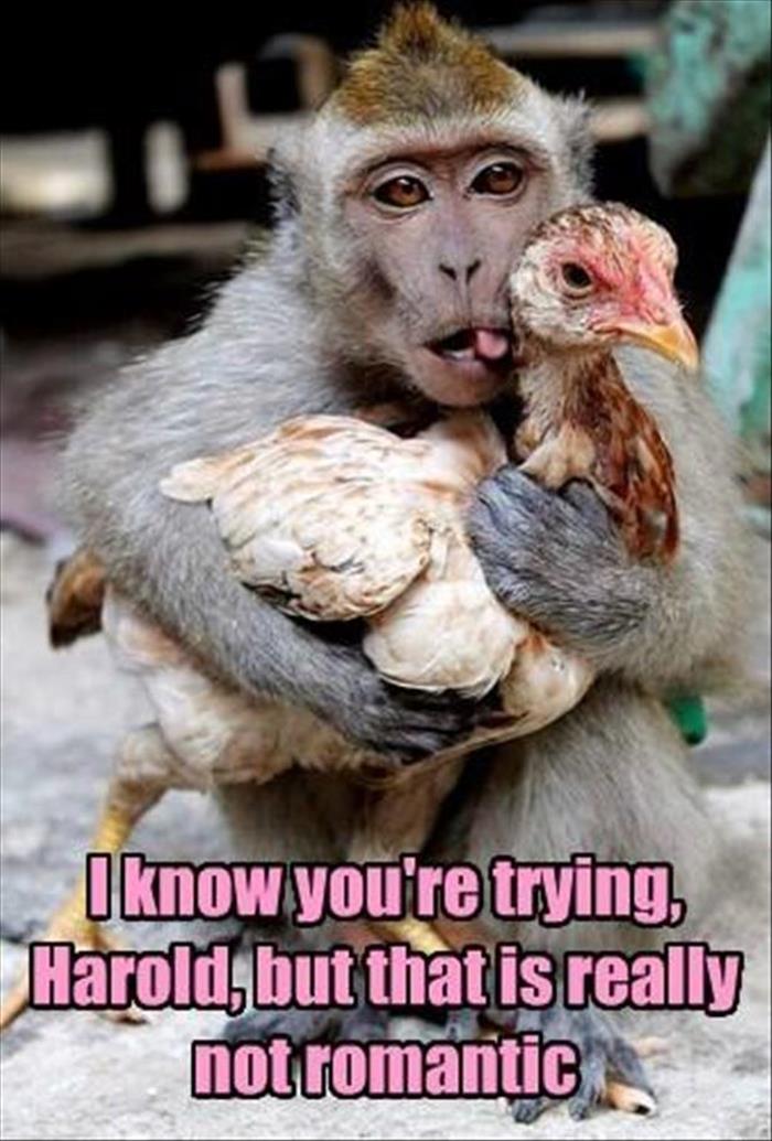 30 Funny animal captions - part 38, funny animal pictures with captions, animal photos with sayings