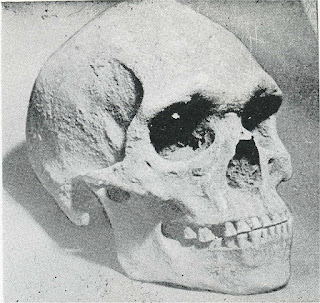 aboriginalskull2452lt2.jpg