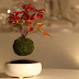 Floating Bonsai is the new thing!