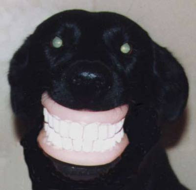 HD Animals: funny dog teeth