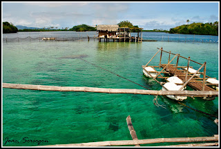 Juag Fish Sanctuary Sorsogon Juag Fish Sanctuary Sorsogon