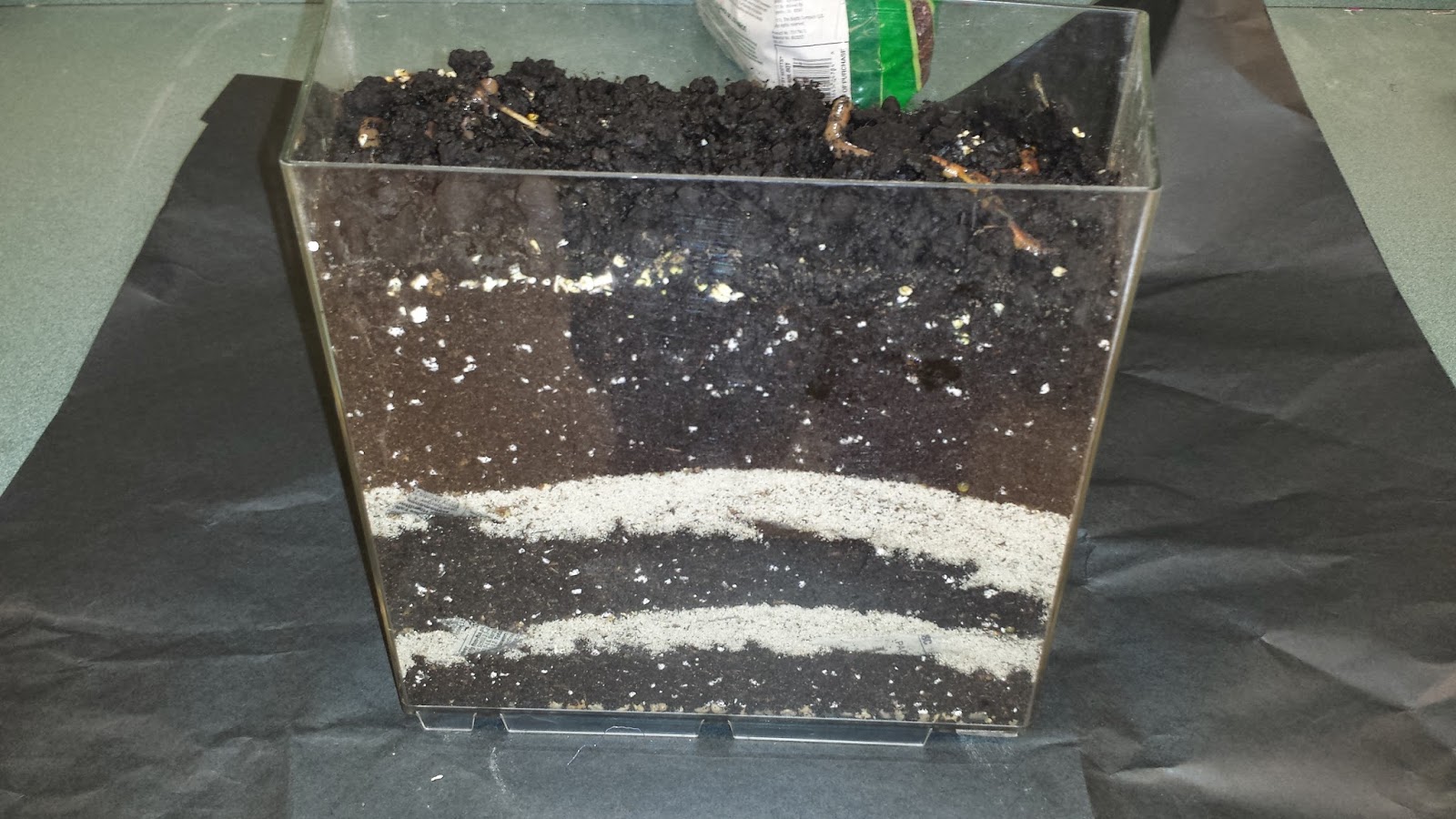 Worm Habitat Little Priorities