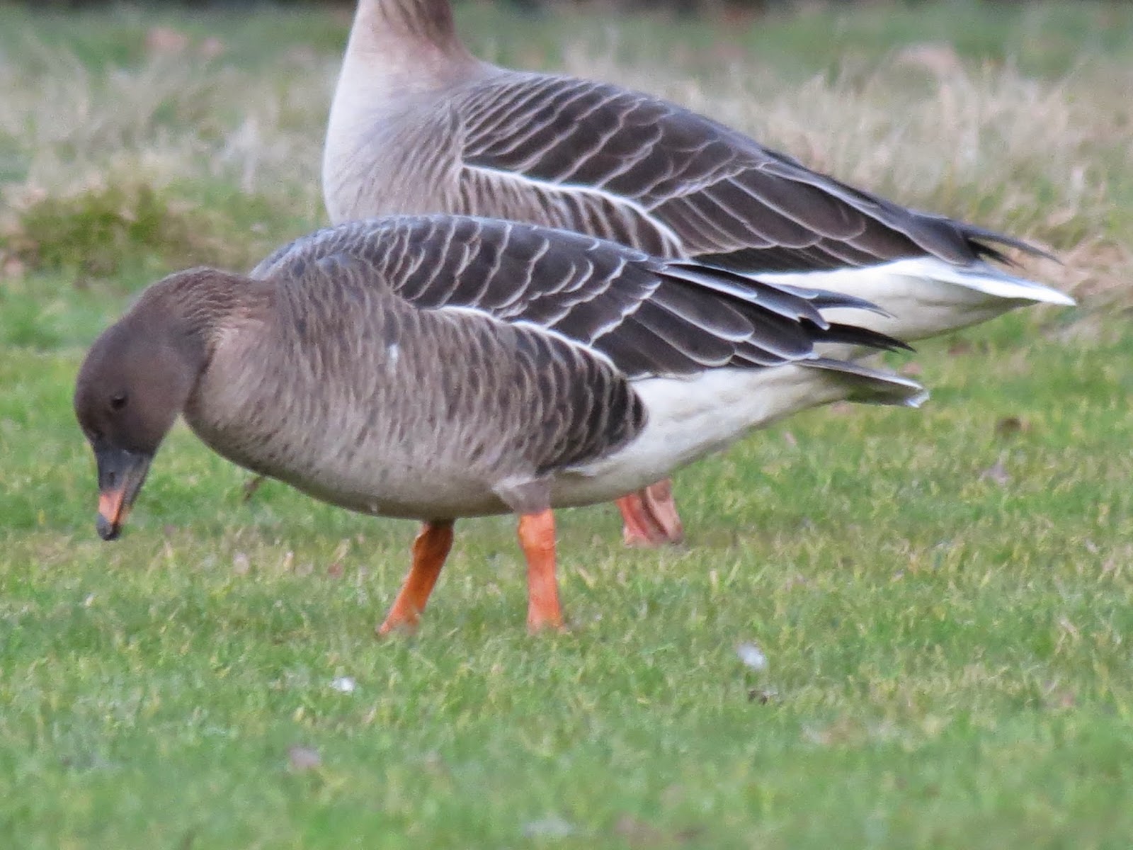Identification of a TUNDRA BEAN GOOSE