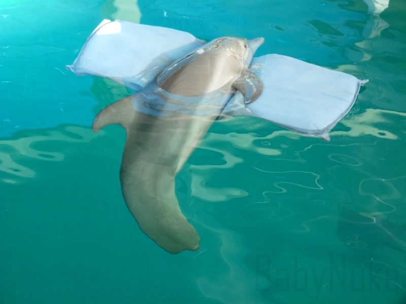 Winter the Dolphin Wallpapers & Pics | Fun Animals Wiki, Videos