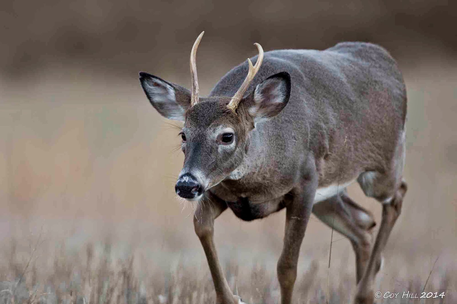 Country Captures Images from the Rut