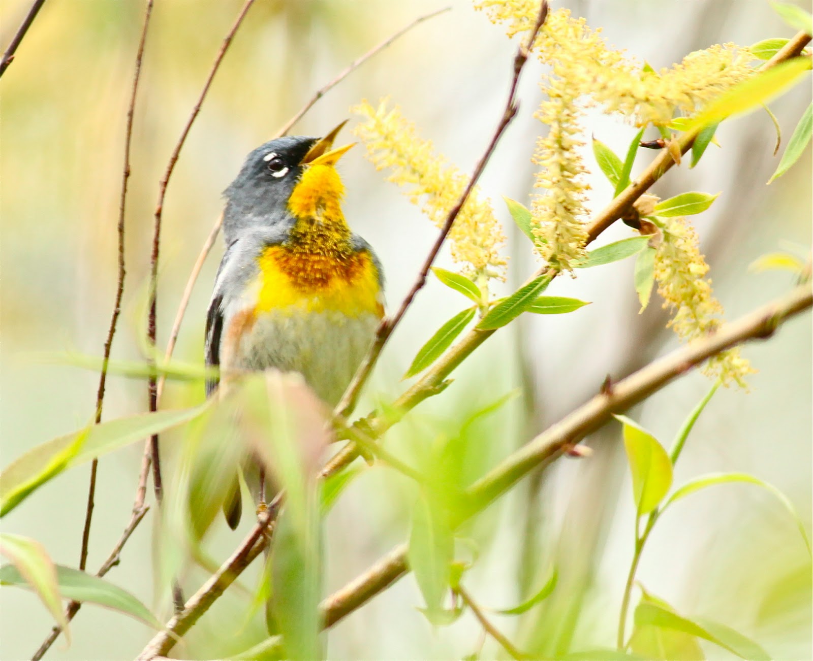 Birding Is Fun!: The Biggest Week in American Birding 2013