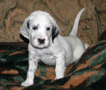 English Setter Puppies on Dog Breed Dog Breeds Dog Pictures English Setter Puppy