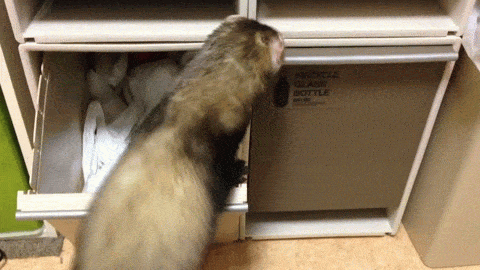 Funny animal gif, ferrets playing on drawer