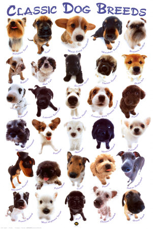 free download images photos pictures wallpapers for desktop small dog breeds 301x450 free download images photos pictures wallpapers for desktop small dog breeds 301x450