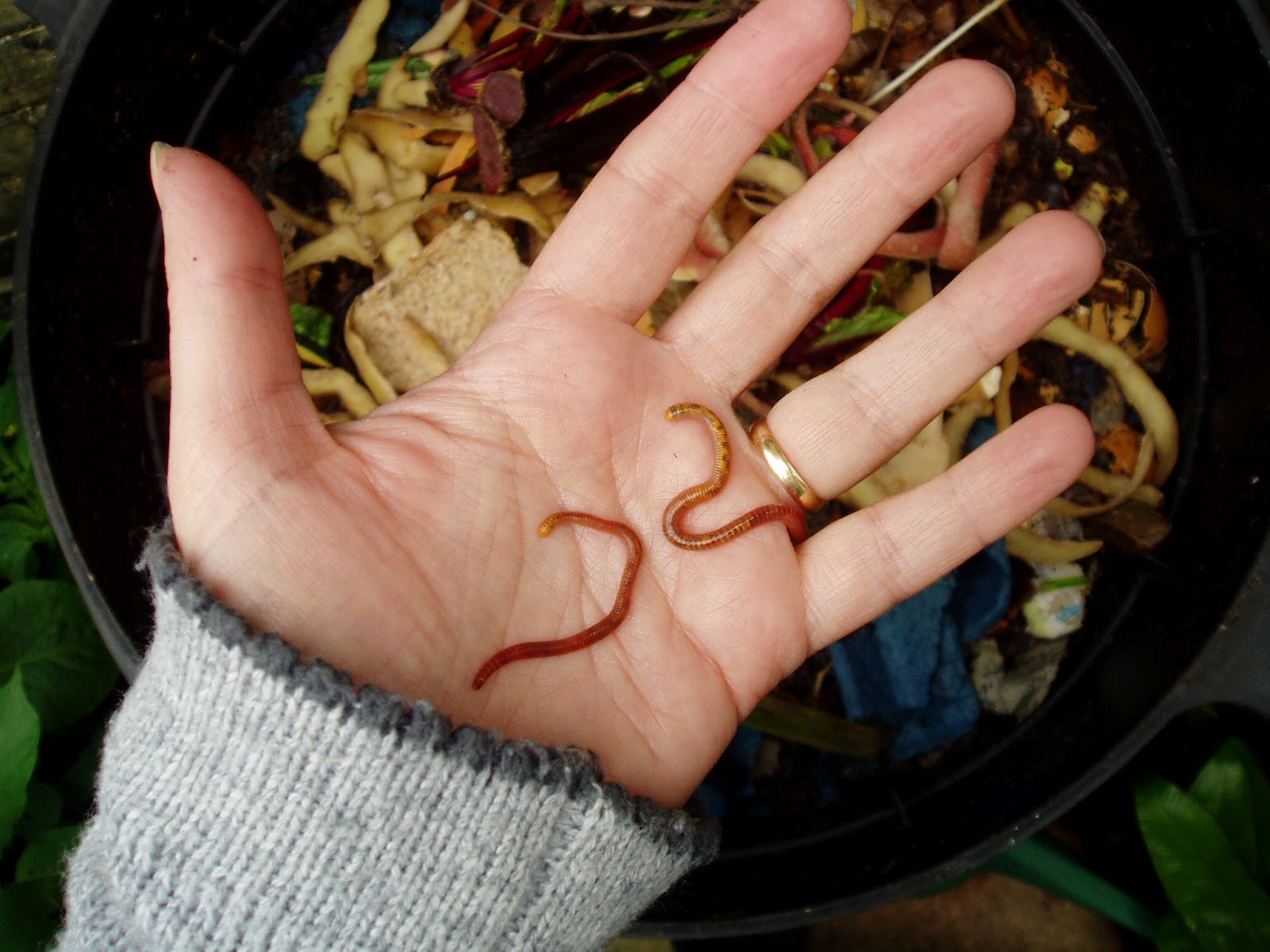 Thrifty Household Compost & Worms & Vermiphobia
