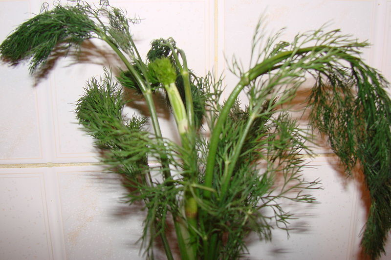 The Herb Gardener How to Keep Herbs from Bolting