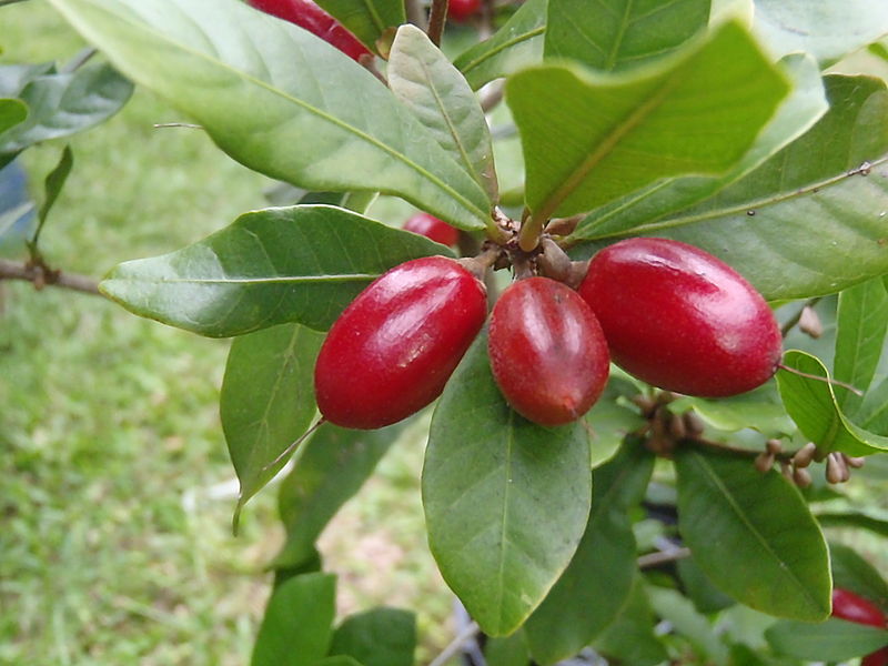 Magic Fruit