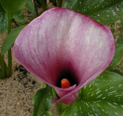 Calla Domenique