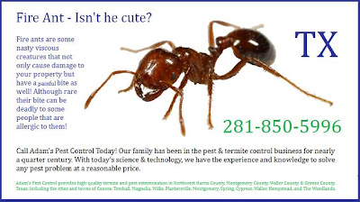 pest control spring tx mosquito google sites professional pest control spring tx calladam 2818505996 controlling the ant spider and termite populations for reasonable prices in texas pest control spring tx mosquito google sites professional pest control spring tx calladam 2818505996 controlling the ant spider and termite populations for reasonable prices in texas
