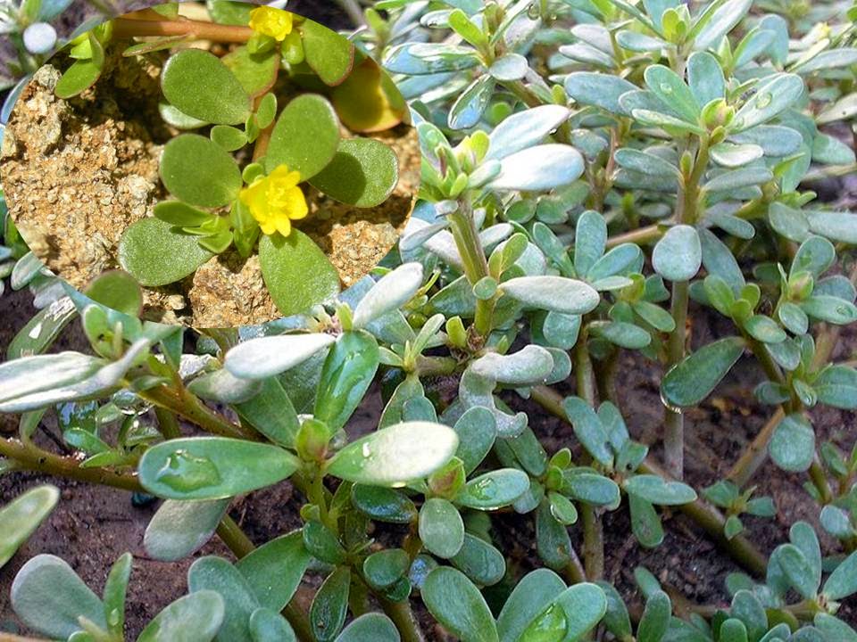 Manfaat dan Khasiat Krokot (Portulaca Oleracea L)  Tanaman krokot adalah tanaman dari suku Portuluca Manfaat dan Khasiat Krokot (Portulaca Oleracea L)