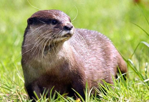 Otter - Pets
