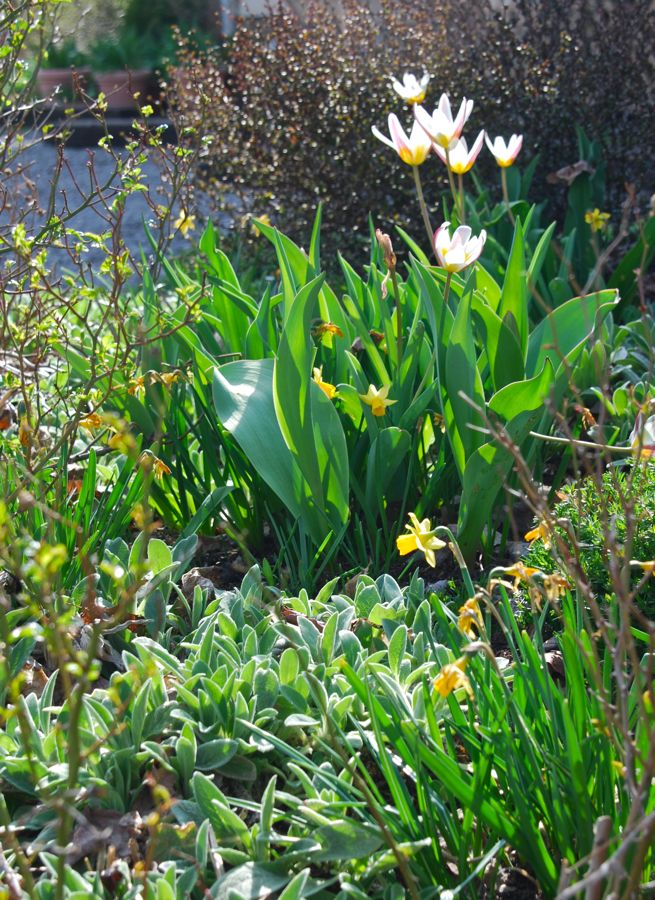 On the Hill Garden, Tulipa 'Ice Stick' are reblooming again this year. Again, they make a great combination with Narcissus 'Tete-e-tete'. Last year, these were blooming in March! Bulbs tend to perennialize better in areas that are very dry in the summer months. Most bulbs detest wet feet, excepting a special few that are actually damp-lovers, like Camassia. On the Hill Garden, Tulipa 'Ice Stick' are reblooming again this year. Again, they make a great combination with Narcissus 'Tete-e-tete'. Last year, these were blooming in March! Bulbs tend to perennialize better in areas that are very dry in the summer months. Most bulbs detest wet feet, excepting a special few that are actually damp-lovers, like Camassia.