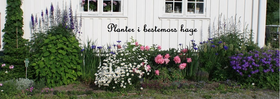 Planter i bestemors hage