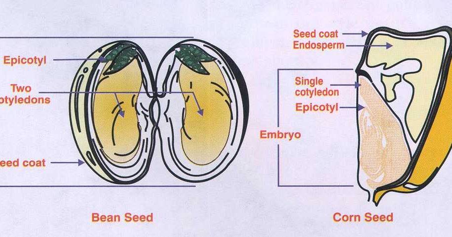 structure of monocot and dicot seed pdf