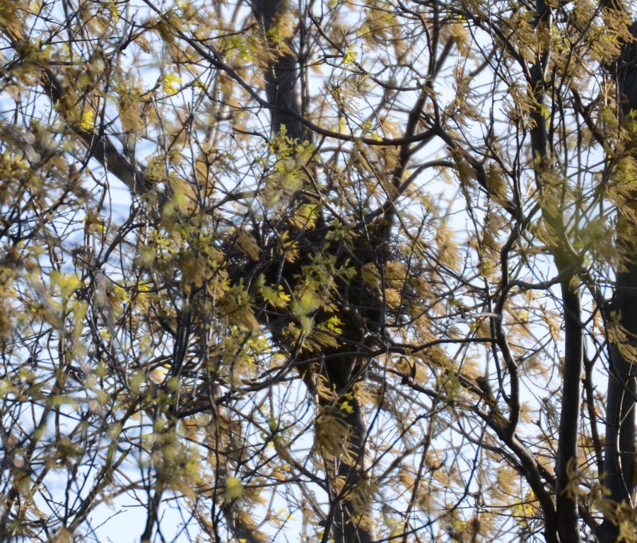 Ohio Birds and Biodiversity Fish Crow nests in Ohio!