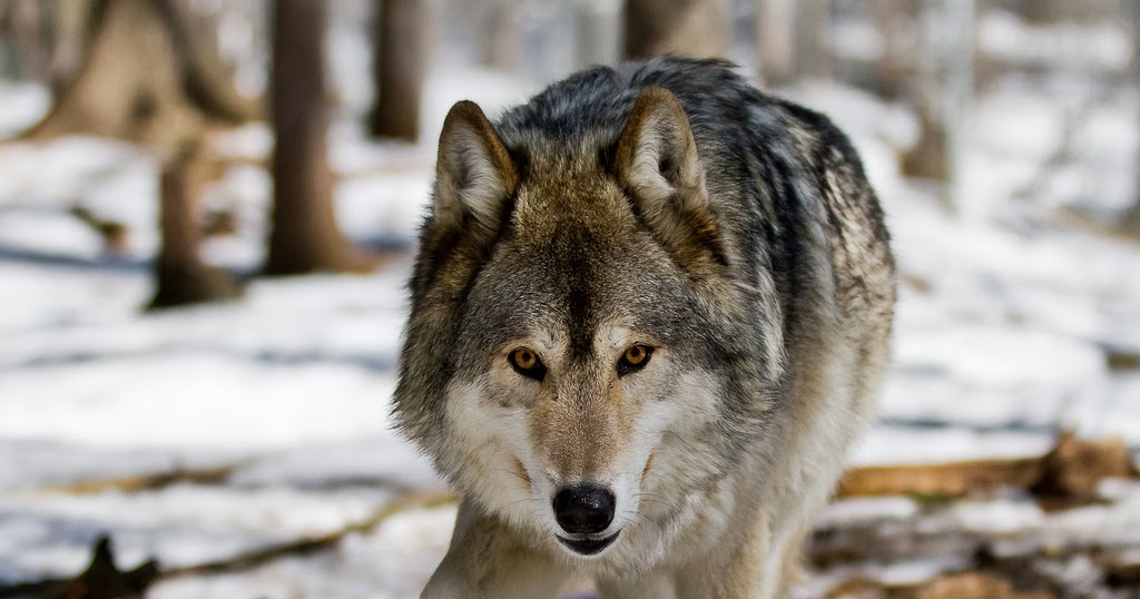 wolf culling in alberta wolf culling in alberta